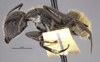 Media type: image;   Entomology 9118 Aspect: habitus lateral view